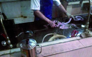En Chine, les animaux menacés continuent de finir à la marmite