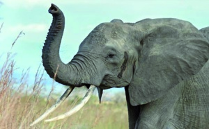 L'éléphant a le nez le plus performant du règne animal