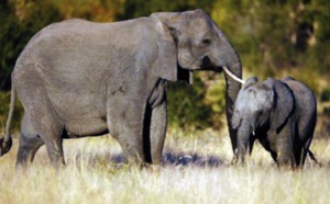 L'Afrique du Sud entend défendre ses éléphants contre les braconniers