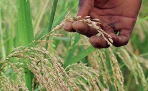 Le génome du "riz africain" séquencé