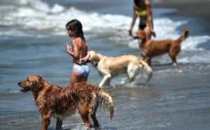 Sur le littoral romain, une plage qui a du chien