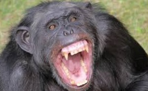 Les chimpanzés n’ont pas besoin  de l’homme pour se faire la guerre