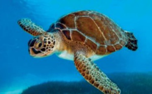 La reproduction et la survie des tortues marines menacées par le réchauffement climatique