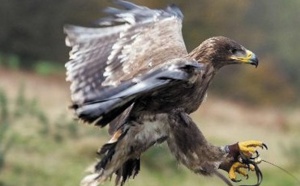 L'aigle rabaisse ses ailes face aux turbulences, une idée à creuser pour l'aéronautique