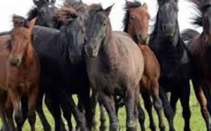 ​Préservé en Pologne, le petit cheval huçul attend de retrouver son Ukraine natale