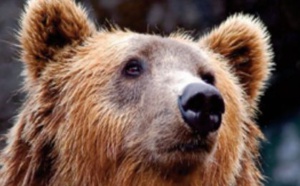 Le corps d’un ours vieux de 3.400 ans, conservé dans le permafrost, a enfin été autopsié