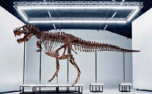 Un tyrannosaure rex va être vendu aux enchères en Suisse