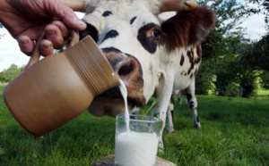 Une étude jette le trouble sur les bienfaits du lait chez les adultes