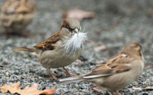 L'Europe a perdu  421 millions  d'oiseaux en 30 ans