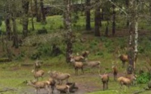 ​Les espèces invasives, un fléau pour la biodiversité mondiale