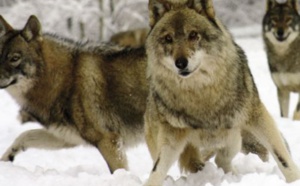 Au Colorado, la réintroduction du loup déchaîne les passions