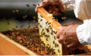 Un expert plaide pour l'instauration d'une véritable culture de l’apiculture au Maroc