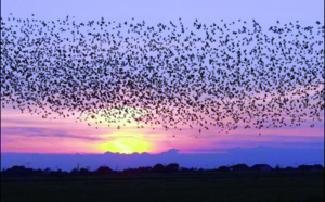 Les oiseaux ont un sixième sens qui leur permet de fuir avant les tempêtes