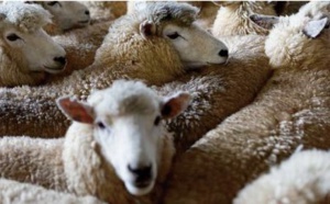 La Nouvelle-Zélande compte moins de cinq moutons par habitant