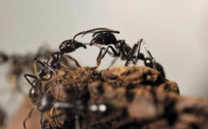 Des fourmis orientées à gauche