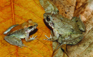 Découverte d'une première grenouille à avoir accouché de têtards