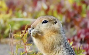 Le réchauffement de l'Arctique menace de jeter un froid sur les rencards des écureuils