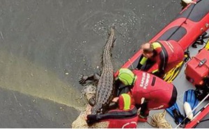 Fausse alerte au crocodile