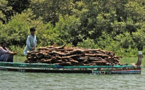 Le déclin de la mangrove, barrière naturelle contre les cyclones au Pakistan