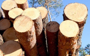 Saisie de plus de 200 m3 de bois de provenance illicite
