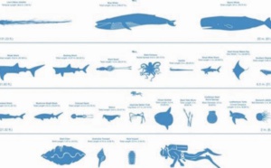 Quelle taille mesurent réellement les géants des mers ?