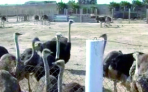 Une horde de chiens errants envahit  la ferme d’élevage d’autruches de Taourta