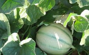 ​Au Brésil, les melons domptent  la sécheresse pour inonder la planète