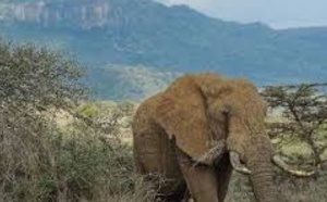 ​En Afrique, le crime organisé décime les éléphants