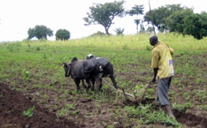 Deux erreurs à éviter pour assurer l’autosuffisance alimentaire en Afrique