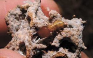 ​Les termites, une parade contre la désertification et le changement climatique