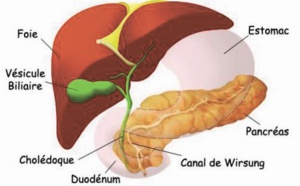 ​Une nouvelle technique de traitement  prometteur contre le cancer du pancréas