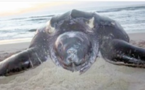 ​Une tortue géante échoue  sur une plage à Dakhla