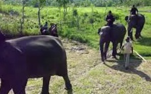 ​Des éco-guerriers pour protéger forêts et espèces en danger en Indonésie