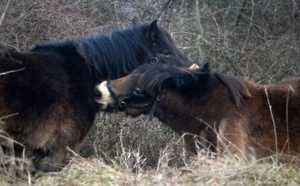 Des poneys sauvages britanniques au secours de la steppe tchèque