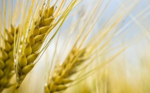 Vladimir Baïbakov : La Russie prête à fournir du blé au Maroc à un prix raisonnable
