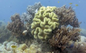 ​Les coraux de la Grande Barrière d'Australie  ingèrent du plastique