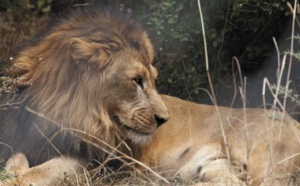 ​Le lion abyssinien d'Ethiopie menacé par la destruction de son habitat