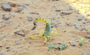 Les piqûres de scorpions, principale  cause des intoxications au Maroc