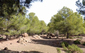 ​Reconstitution des forêts naturelles et lutte contre la désertification