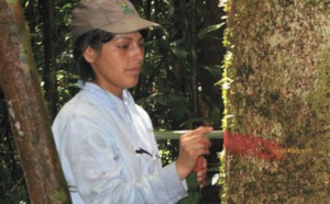 Surmortalité des arbres en Amazonie