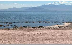 La Salton Sea, bombe à retardement écologique dans le désert de Californie