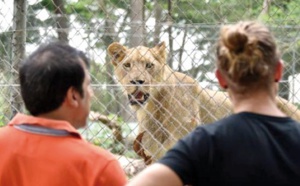 Les nouveaux lions, symbole de l'après-crise au zoo d'Abidjan