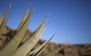 ​Fêter l'agave pour se souvenir que les Indiens cahuillas sont toujours là