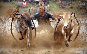 Les festivals à voir une fois dans sa vie : Pacu Jawi (Indonésie)