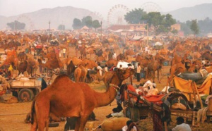 Les festivals à voir une fois dans sa vie : Foire aux chameaux de Pushkar (Inde)