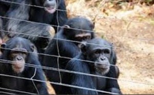 ​Près de Freetown, la réouverture de la réserve des chimpanzés  annonce la fin d’Ebola