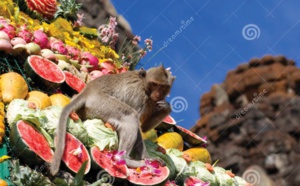 Les festivals à voir une fois dans sa vie : Le buffet des singes (Thaïlande)