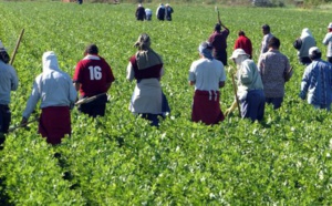 Des centaines de travailleurs marocains tentés par un Click Day à l’italienne