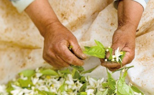 ​La distillation des fleurs d'oranger, un art ancestral qui se perpétue