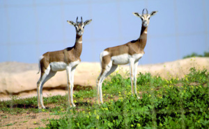 Réintroduction de la Gazelle Dama Mhorr dans la nature au parc national de Dakhla